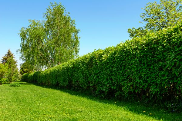 Hedge Replacement Service