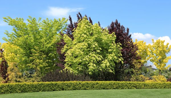 Shrubs Landscaping