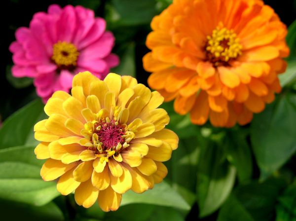 Zinnia Planting in Bellevue