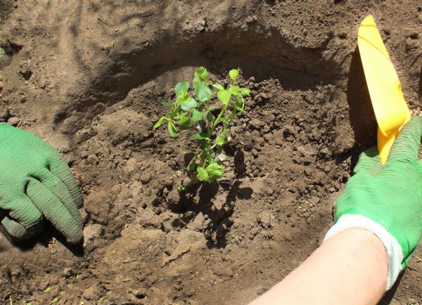 Rose Bush Planting in Bellevue
