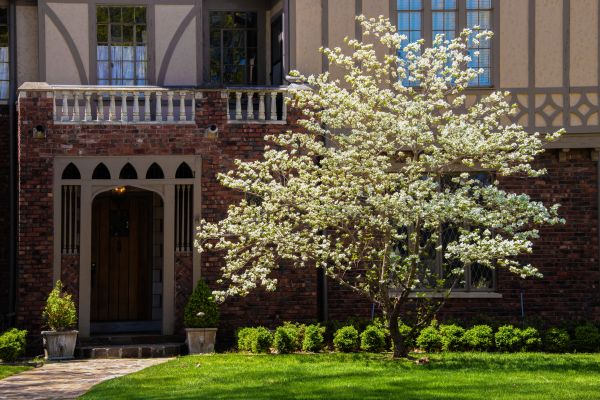 Dogwood Tree Planting Service