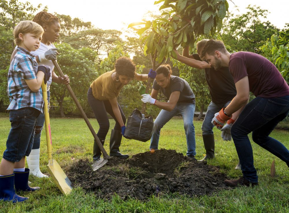 Tree Transplanting