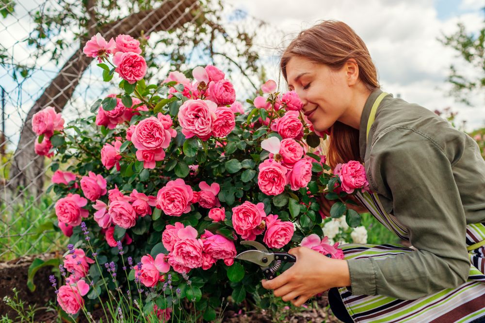Rose Bush Trimming
